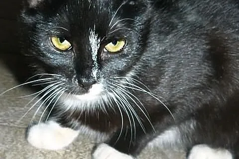Maja młoda kotka do adopcji