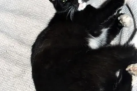 Maja młoda kotka do adopcji