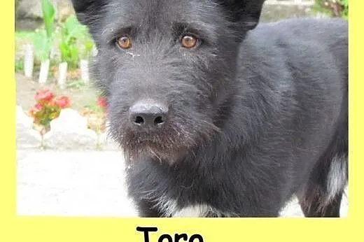 Toro - piękny psiak szuka domu,  dolnośląskie Wrocław