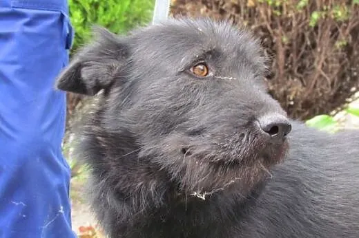 Toro - piękny psiak szuka domu,  dolnośląskie Wroc