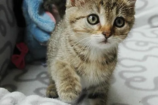 Jej Puchatość Gilda - pokochaj śliczną buraskę!,  