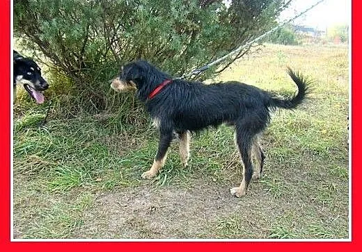 TERIK-dwuletni psiak w typie teriera, przyjazny,we