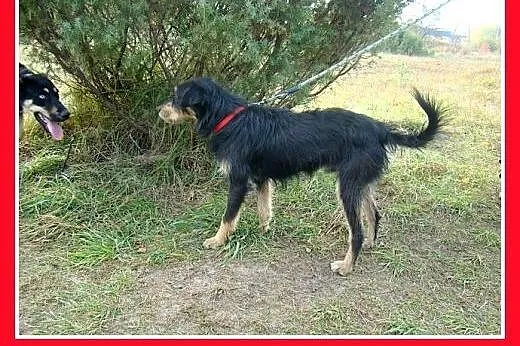 TERIK-dwuletni psiak w typie teriera, przyjazny,we