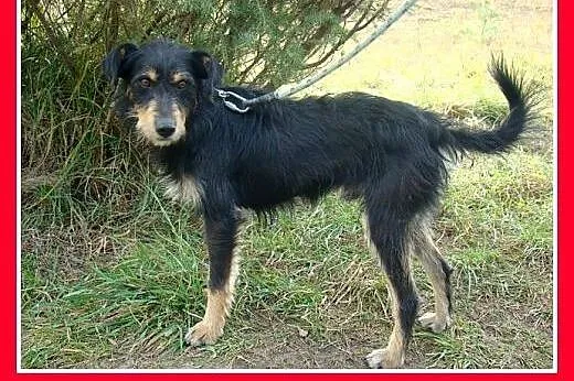 TERIK-dwuletni psiak w typie teriera, przyjazny,we