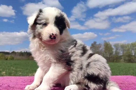 Cudowny Border Collie blue merle, pies z hodowli, pełna dok.
