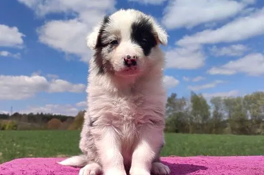 Cudowny Border Collie blue merle, pies z hodowli, pełna dok., Podkarpackie, Iwonicz