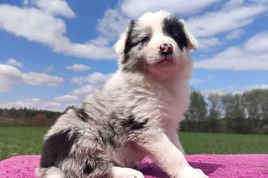 Cudowny Border Collie blue merle, pies z hodowli, pełna dok., Podkarpackie, Iwonicz