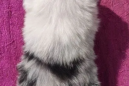 Cudowny Border Collie blue merle, pies z hodowli, pełna dok., Podkarpackie, Iwonicz