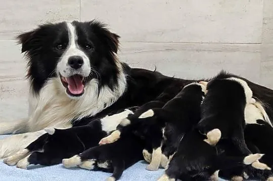 Cudowny Border Collie blue merle, pies z hodowli, pełna dok., Podkarpackie, Iwonicz