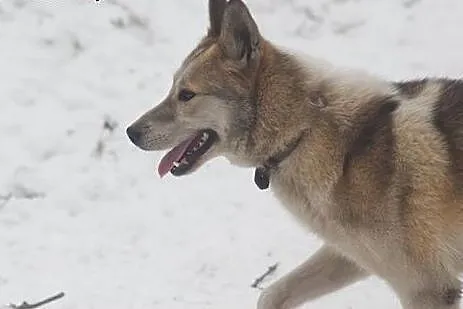 Freki - młody psiak w typie siberian husky do adop