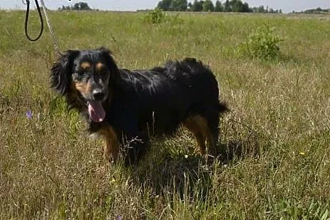 Miluś czeka na dobry dom i swojego człowieka,  mał