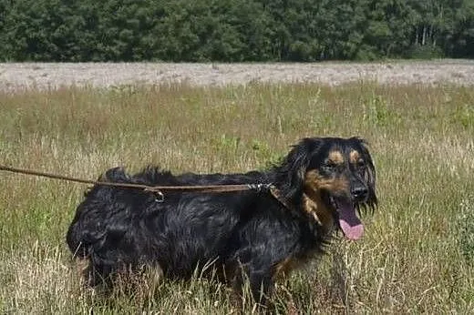 Miluś czeka na dobry dom i swojego człowieka,  mał