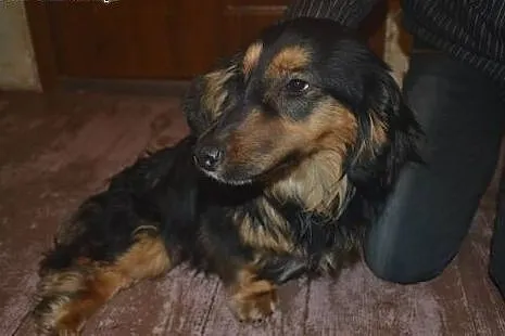 Miluś czeka na dobry dom i swojego człowieka,  mał