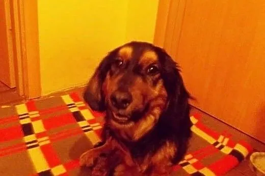 Miluś czeka na dobry dom i swojego człowieka,  mał