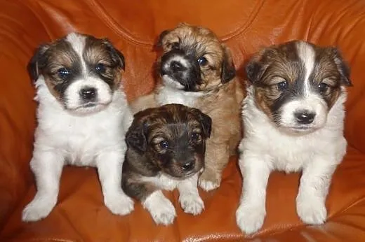 Shih tzu mix,  łódzkie Radomsko