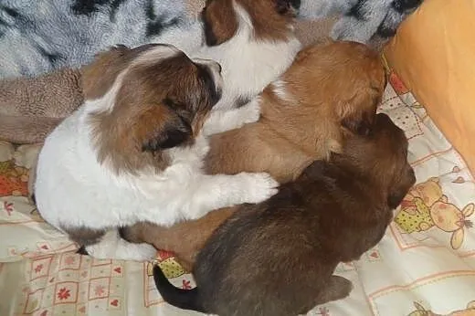 Shih tzu mix,  łódzkie Radomsko