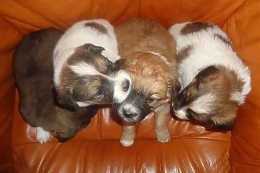 Shih tzu mix,  łódzkie Radomsko