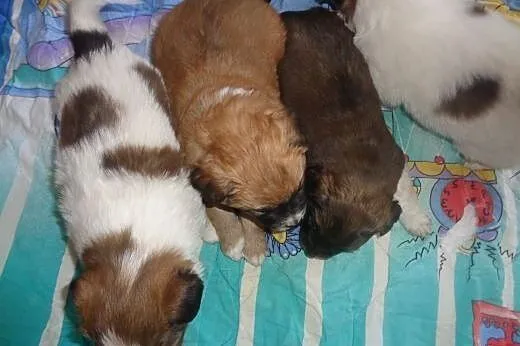 Shih tzu mix,  łódzkie Radomsko