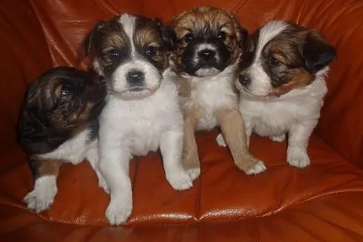 Shih tzu mix,  łódzkie Radomsko