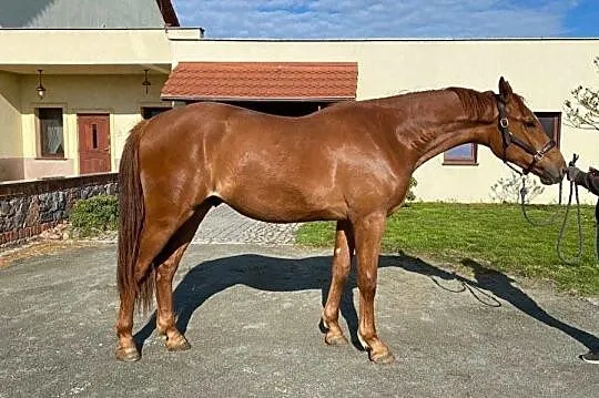 Doskonałe sportowe pochodzenie 2019 POKER DE MARIPOSA x CRISTALLO II, , 