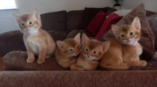 Zdrowe kocięta abisyńskie na sprzedaż, chętnie je odbiorę., Śląskie, Piekary Śląskie