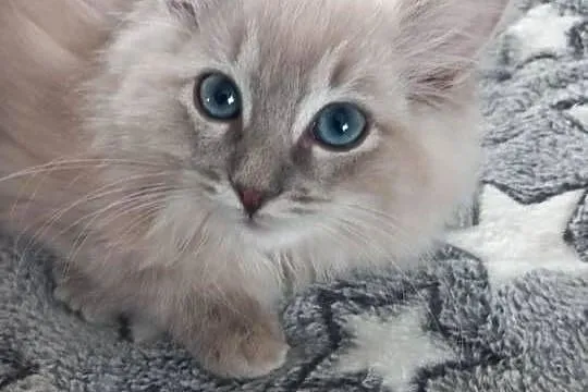Ragdoll