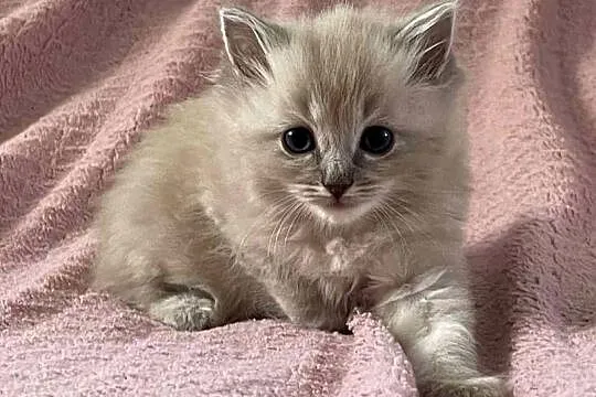 Ragdoll, Podkarpackie, Boguchwała