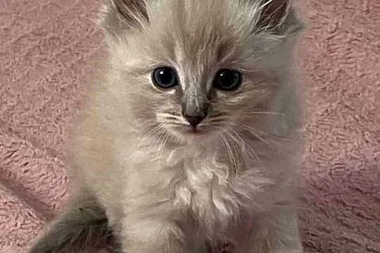 Ragdoll, Podkarpackie, Boguchwała