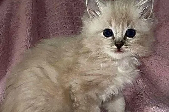 Ragdoll, Podkarpackie, Boguchwała