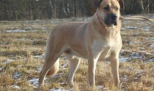 Kazan w typie doga, Pozostałe rasy cała Polska