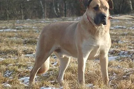 Kazan w typie doga, Pozostałe rasy cała Polska