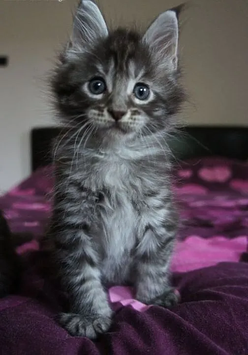 MAINE COON - do odbioru, , Koty maine coon cała P