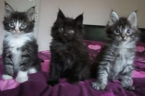 MAINE COON - do odbioru, ,  Koty maine coon cała P