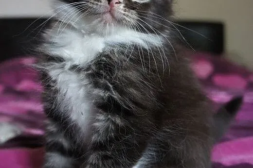 MAINE COON - do odbioru, ,  Koty maine coon cała P