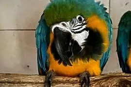 Ara
