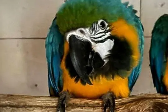 Ara