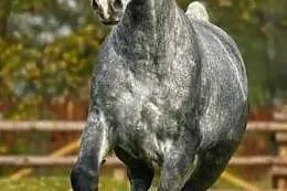 Kupie konia