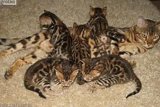 Koty bengalskie z Schelwood*Pl - mamy kocięta !, Świecie