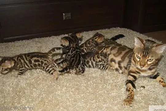 Koty bengalskie z Schelwood*Pl - mamy kocięta !, Świecie