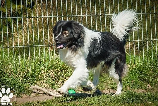 OTOZ Animals - Torent - piękny, nieśmiały psiak czeka na swoją szanse!, Pomorskie, Tczew