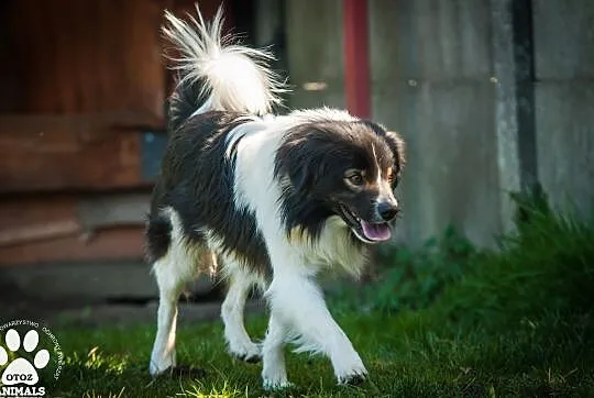 OTOZ Animals - Torent - piękny, nieśmiały psiak cz, Tczew