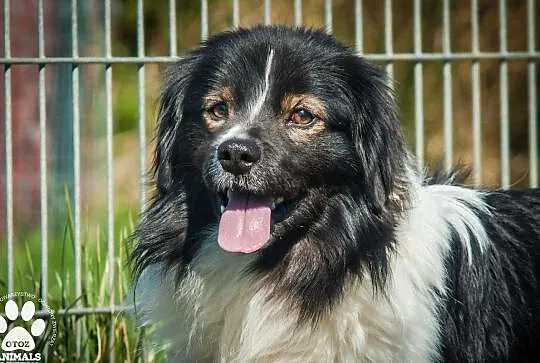 OTOZ Animals - Torent - piękny, nieśmiały psiak czeka na swoją szanse!, Pomorskie, Tczew