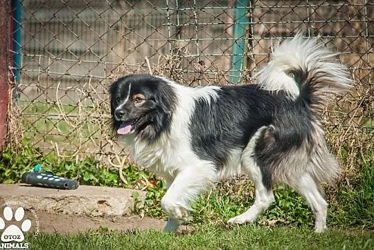 OTOZ Animals - Torent - piękny, nieśmiały psiak czeka na swoją szanse!, Pomorskie, Tczew