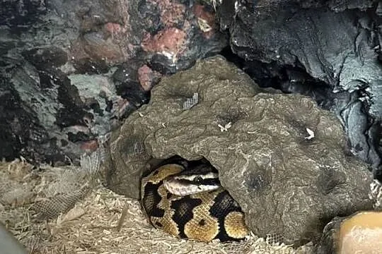 Samica pyton regius
