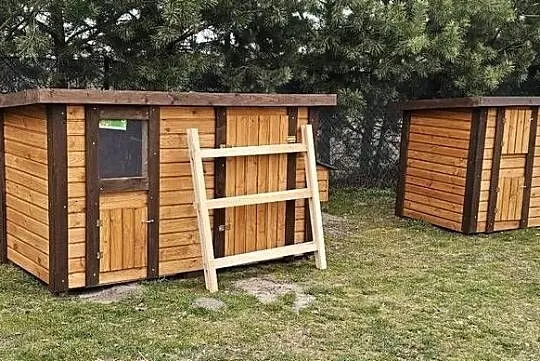 Kurnik woliera, Wielkopolskie, Konin