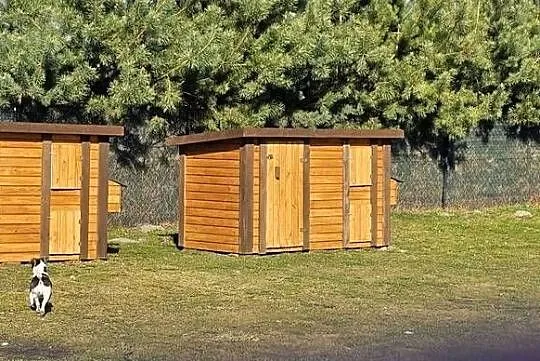 Kurnik woliera, Wielkopolskie, Konin