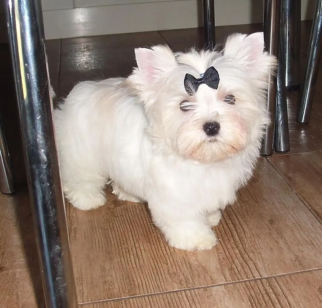 York Yorki Unikatowy Golddust Piesek 12 tyg