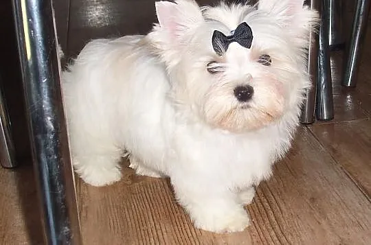 York Yorki Unikatowy Golddust Piesek 12 tyg