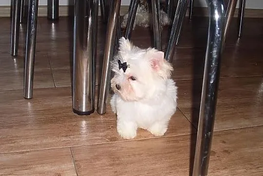 York Yorki Unikatowy Golddust Piesek 12 tyg