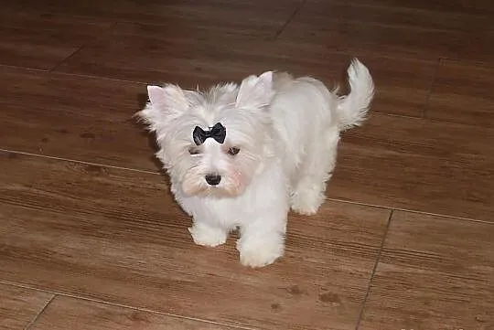 York Yorki Unikatowy Golddust Piesek 12 tyg